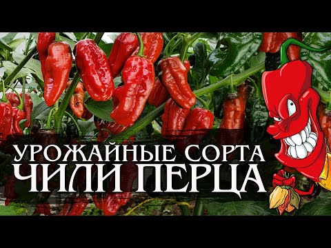 Видео: Урожайные сорта острого перца. Сезон 2021.