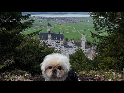 Видео: Замок Нойшванштайн! «Новый лебединый камень» — романтический замок баварского короля Людвига II.