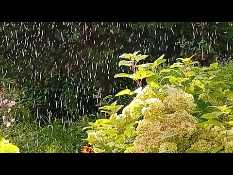 Видео: Северо-запад! Как Вам нынешнее лето? Тверская область.