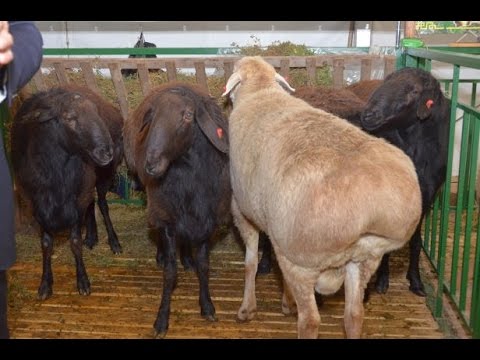 Видео: Селекционно-племенная работа с овцами Эдильбаевской породы.