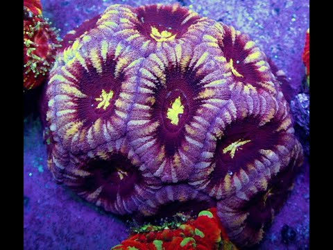 Видео: "Рифовый Аквариум"  Запуск на СРК.  Часть 66