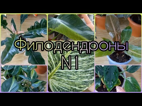 Видео: 1 часть🍀Обзор ФИЛОДЕНДРОНОВ🌳Биркин🍀Имбе Вайт Марбл🌳Принц Оранж🍀Кобра🌳Бразил Триколор (Медиопикта)
