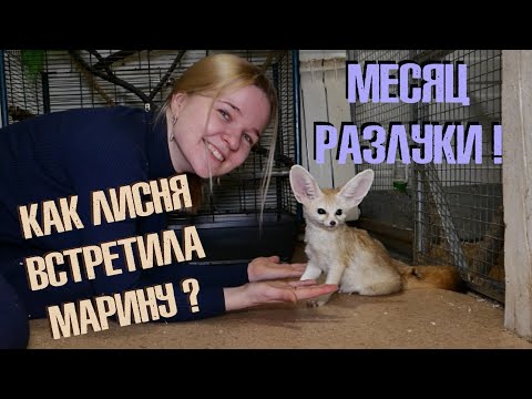 Видео: Встреча с Лиснёй после МЕСЯЦА разлуки!