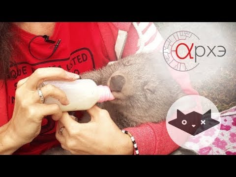 Видео: Евгения Тимонова: «Всё как у зверей» в Австралии и Коста-Рике