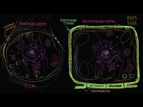 Видео: Строение растительной и животной клетки (видео 11) | Строение клетки | Биология