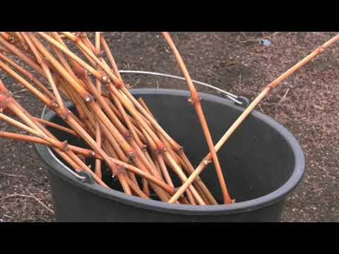 Видео: Укрытие винограда