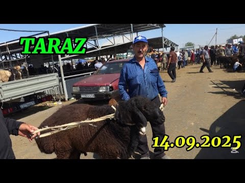 Видео: ҚОЙ БАҒАСЫ / ТАРАЗ МАЛ БАЗАР
