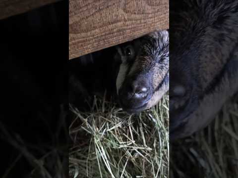 Видео: Козлиные истории🐐