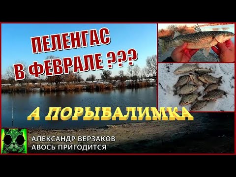 Видео: Пеленгас в феврале???