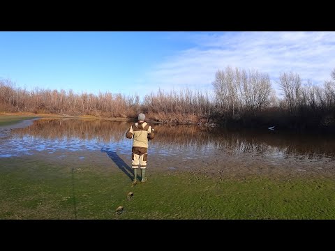 Видео: МАКРО ЛУЖА В ЛЕСУ НА ОСТРОВЕ. ПОПЛАВОК ШАТАЕТ, РЫБА ВЫЛЕТАЕТ. Рыбалка на поплавок в ноябре.