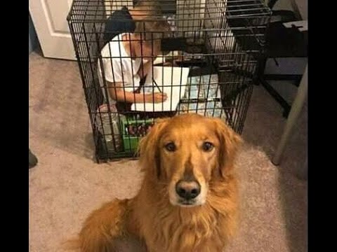 Видео: 😺 Теперь вы будете послушными! 🐕 Смешное видео с собаками и кошками! 😸