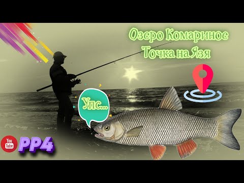 Видео: Озеро Комариное • Язь • Хорошая точка • РР4 • Русская рыбалка 4 • 2023 год