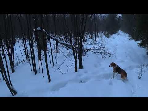 Видео: Охота на зайца и лису с Эстонской гончей 19.01.23