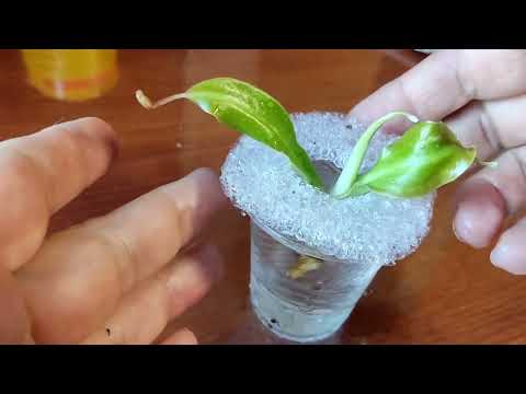 Видео: Nepenthes Gaya. Особенности при упаковке для транспортировки. Отделяю деток.