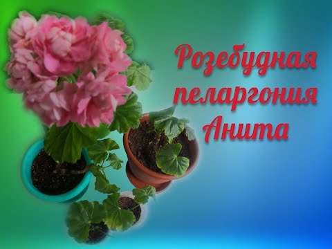 Видео: Розебудная пеларгония Анита
