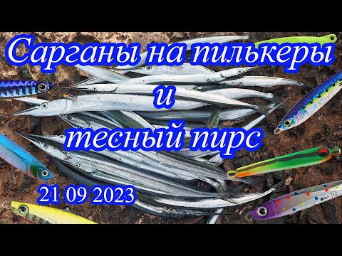 Видео: Сарганы на пилькеры и тесный пирс. 21 09 2023.