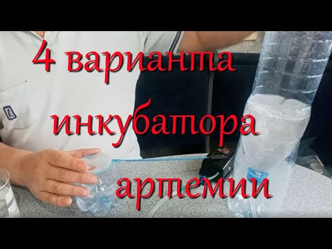 Видео: 4 варианта инкубатора для разведения артемии! Чистая науплия артемии без шелухи для мальков.