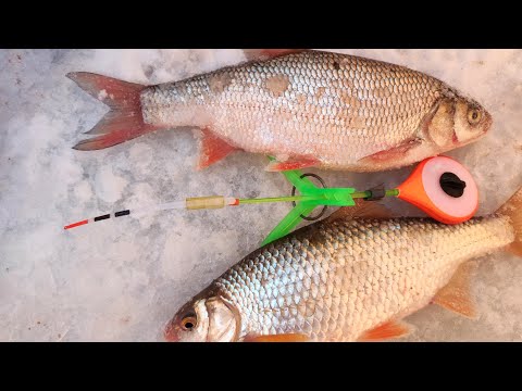 Видео: Вся ПЛОТВА у моей ЛУНКИ...Друзья в ШОКЕ!!! Зимняя рыбалка2024