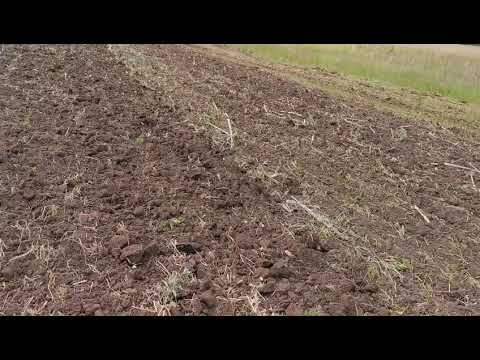 Видео: Дисковая борона Veles АН-8 БД и БДМ 6Х4 обработка стерни подсолнчника