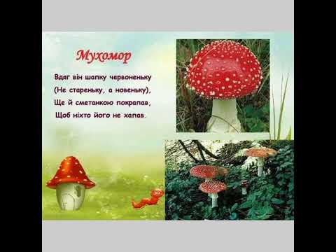 Видео: природне довкілля на тему: У ліс по гриби.