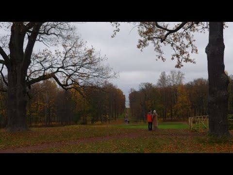 Видео: Осень, орган в Мартышкино и сад Фермерского дворца.