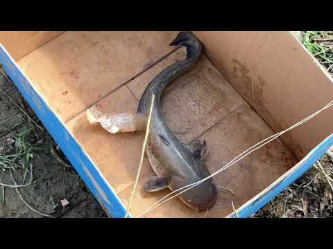 Видео: Сом - Балық аулау - Атырау