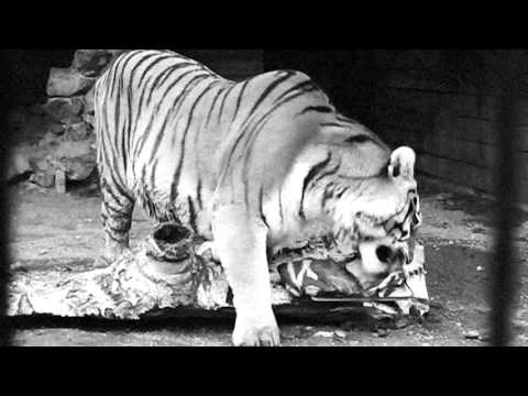 Видео: олдскульний ніндзя - баснь о матрице (врубисьвэтониггер прод.)