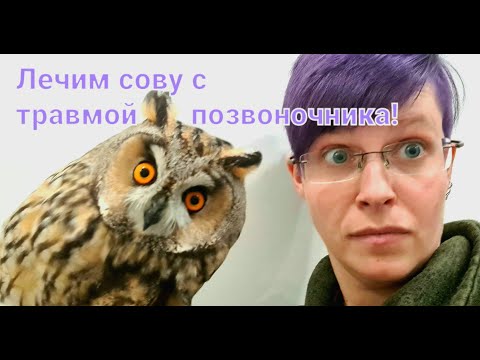 Видео: Ушастая сова с бодуна? Выясняем, почему пучеглазого пациента не держат ноги, лечим больную поясницу.