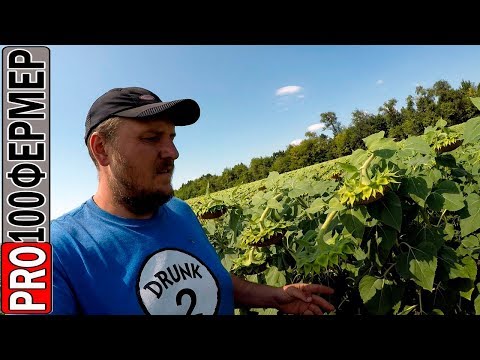 Видео: Пахать весной? Да ты е..нулся!