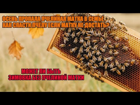 Видео: Что делать НЕТ ПЧЕЛИНОЙ МАТКИ ОСЕНЬЮ В СЕМЬЕ ПРОПАЛА как СПАСТИ ПЧЕЛУ может ли ЗИМОВКА БЕЗ МАТКИ 🐝🐝🐝