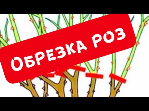 Видео: ОБРЕЗКА ПОЧВОПОКРОВНОЙ РОЗЫ АСПИРИН!