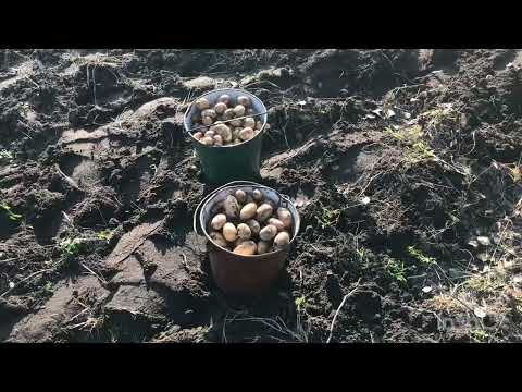 Видео: Копай картошку в конце октября!