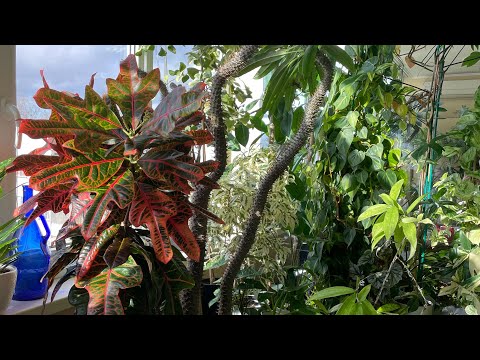 Видео: Джунгли в квартире. Что произошло в моем саду во время моего отсутствия!