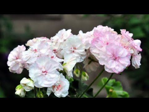 Видео: Как добиться пышного цветения у пеларгонии!