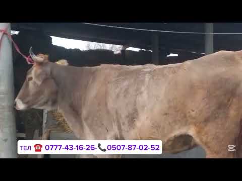 Видео: СААН МУЗОЛОРУ МЕНЕН ЧҮЙДҮН УЙЛАРЫ ЧЫКТЫ КУНААЖЫН ДА БАР ДОСТАВКА БАР ЧҮЙ ОБЛУСУ СОКУЛУК РАЙОНУНДА 