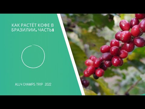 Видео: Как растёт кофе в Бразилии. Fazenda Minamihara