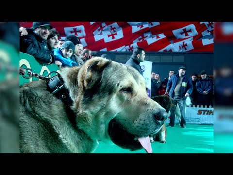 Видео: ТОП 10 СИЛЬНЕЙШИХ СОБАК ГРУЗИИ