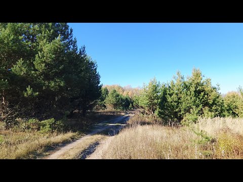 Видео: Жизнь на осенней даче. Вторая неделя октября