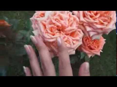 Видео: ASMR-АСМР.Ролевая игра.RP. Летний сад Summer garden. (автор Евгемия Ли/Evgemia Li)