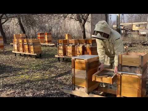 Видео: Первые работы на моей пасеке, на 8 рамочных рогатых ульях.  Семейная пасека Суперек.