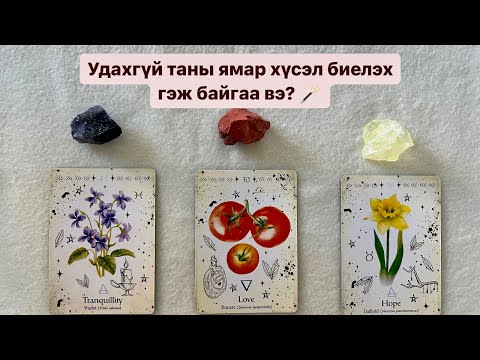 Видео: Удахгүй таны ямар хүсэл биелэх вэ? 🪄 | Тimeless tarot reading 🔮