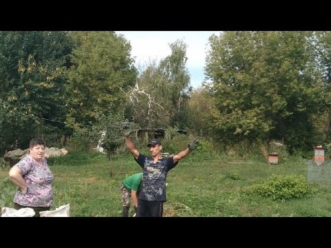 Видео: Сентябрь в деревне//Копаем картошку у родителей.