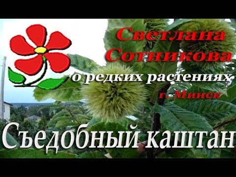 Видео: Каштан съедобный в Минске. Выращивание. Саженцы.