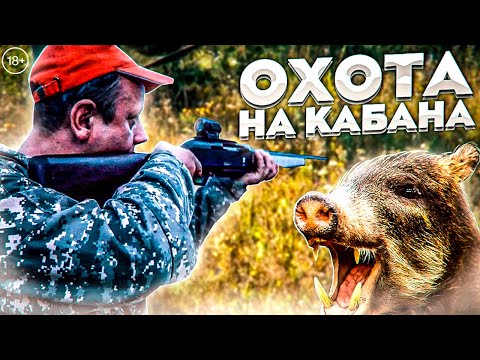 Видео: Охота на медведя и кабана.  Добор огромного секача с лайками. Пристрелить или Понять?