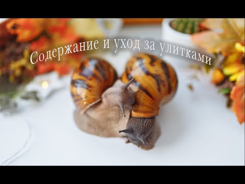 Видео: Гигантские улитки АХАТИНЫ. Содержание и уход. Как вырастить улитку дома?