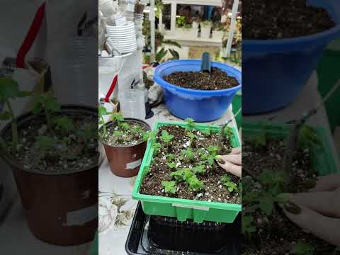 Видео: Прищипка ахименесов.Проверяю всхожесть ризом🏵️🍀🌼#комнатныерастения #ахименес #растения #пересадка