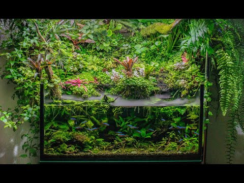 Видео: Обзор на Палюдариум. 4K  Aquascape Paludarium.#aquascape #paludarium #4k