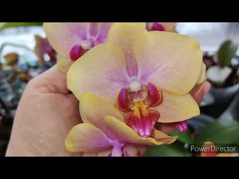 Видео: Обзор цветущих орхидей ❤️😘часть 2