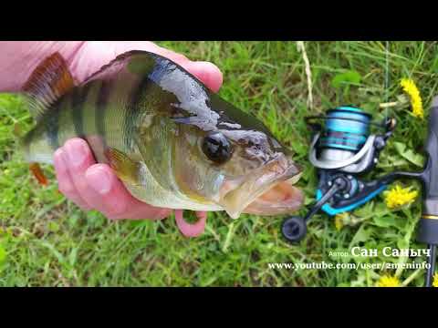 Видео: Подборка мордатых окуней