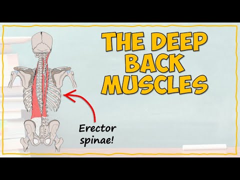 Видео: Мышцы спины. Часть 1: Глубокие мышцы